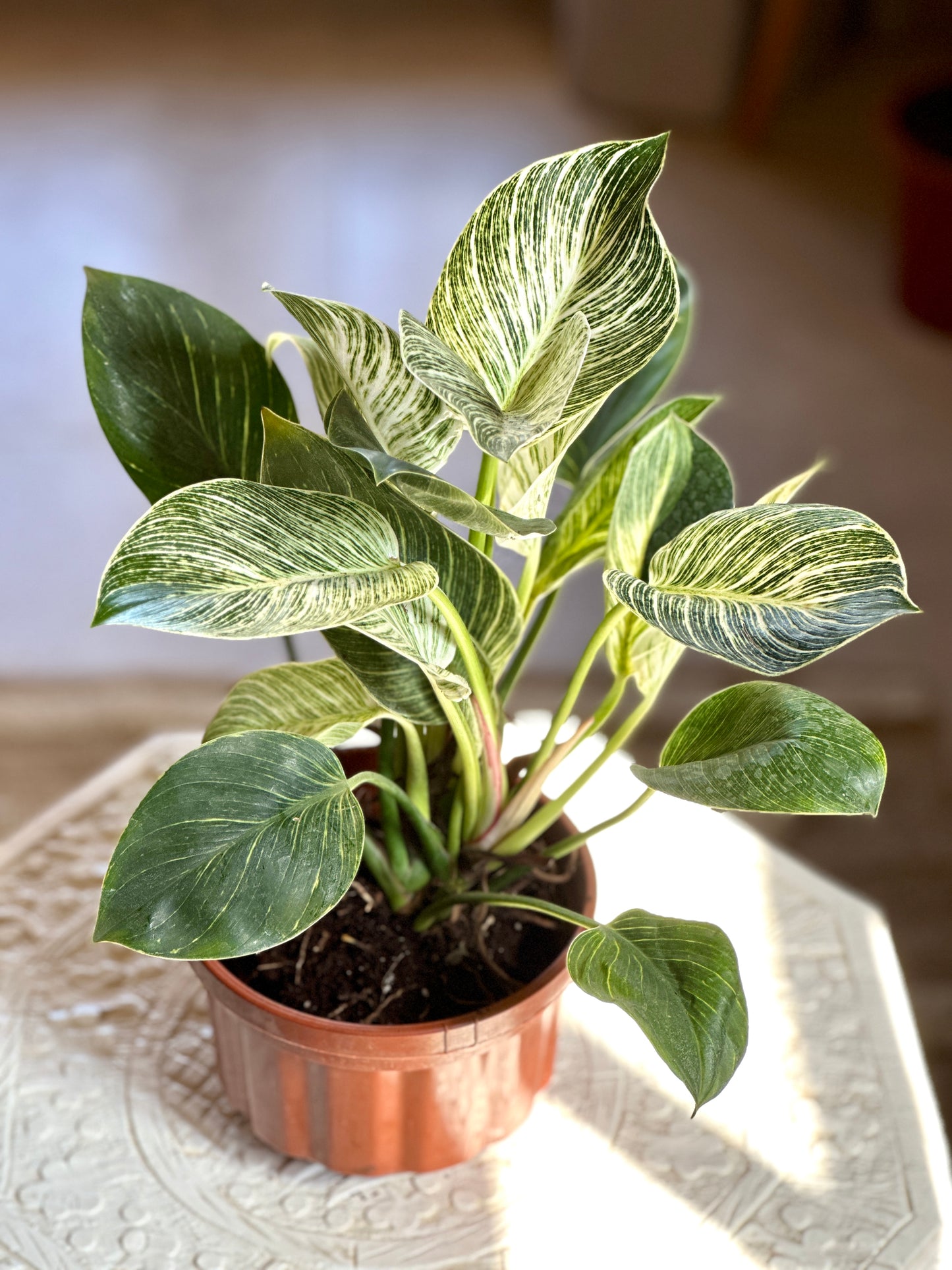 Birkin Philodendron in brown plastic pot, Egypt.