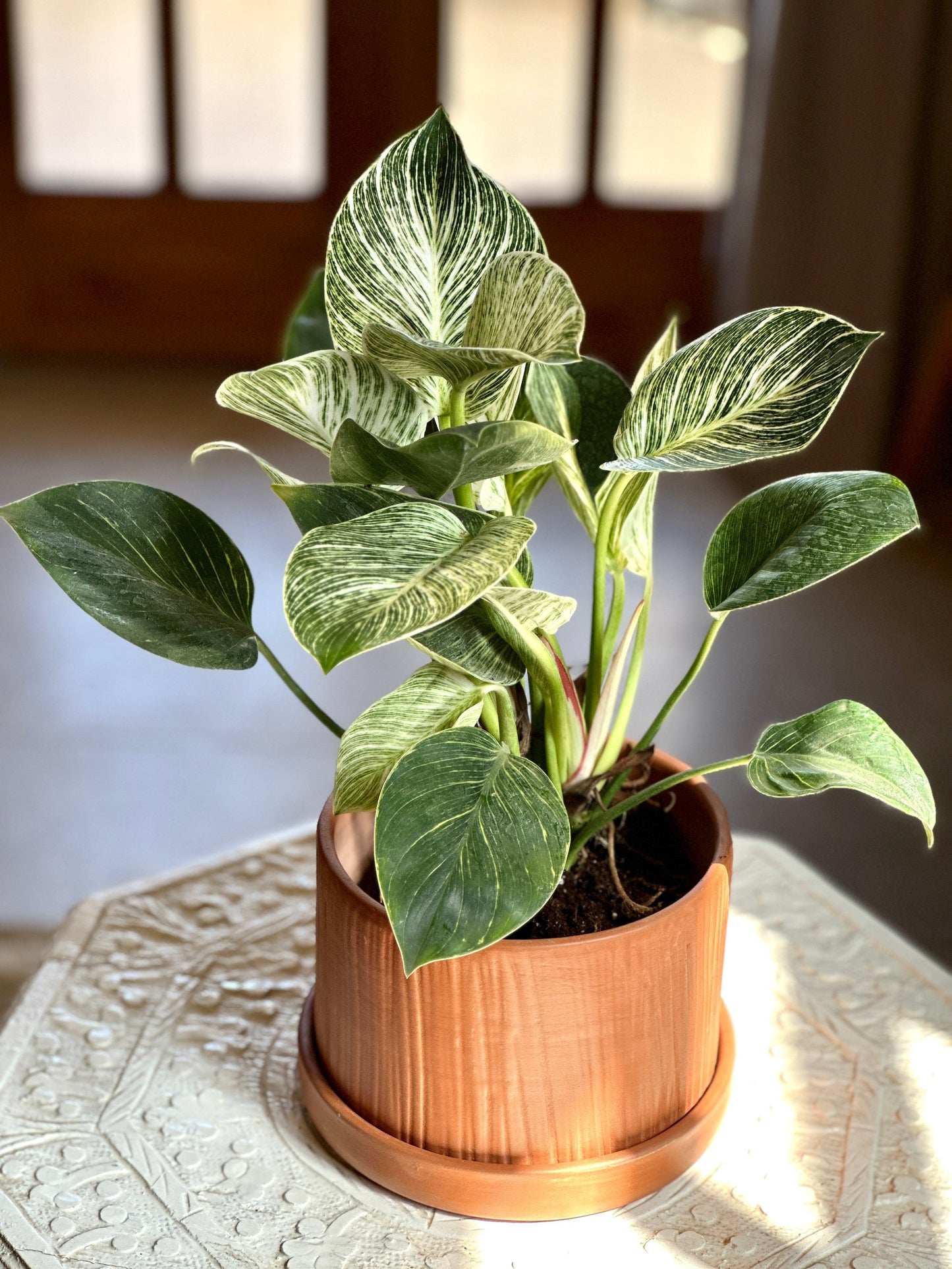 indoor plant, Birkin in Hote terracotta pot