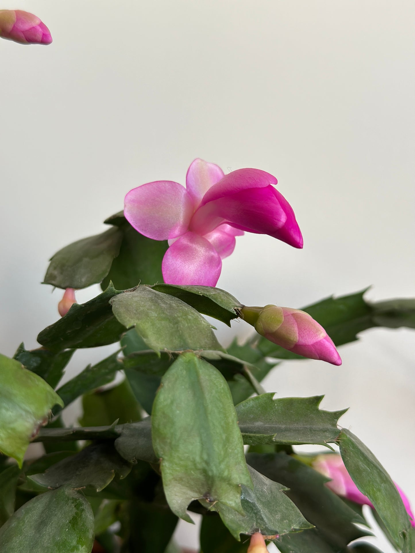 Blooming Christmas Cactus with pink flowers.