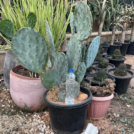 Potted cacti and succulents in a garden setting with a bottle of water.