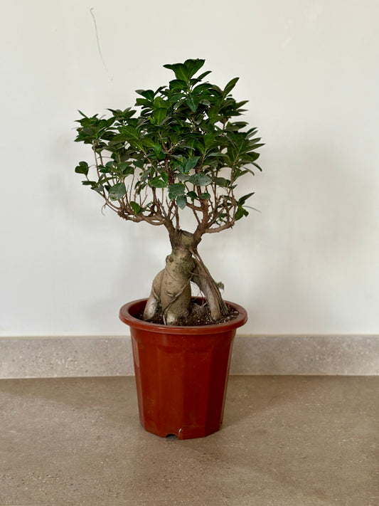 Bonsai Tree- 20cm pot- height 70cm