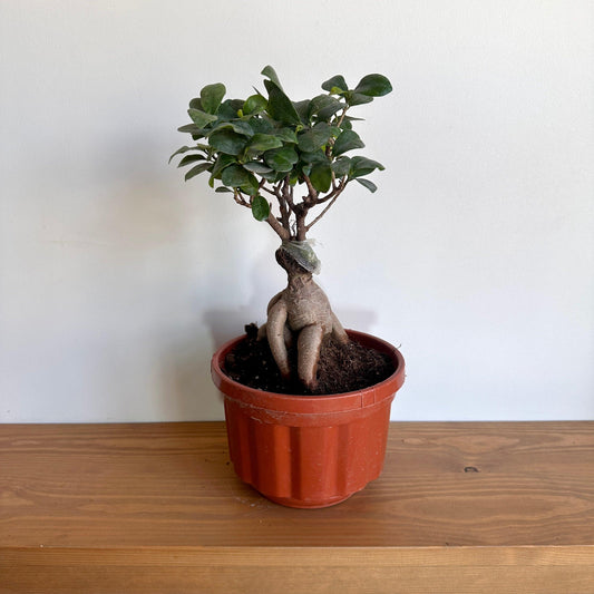Small Bonsai Tree