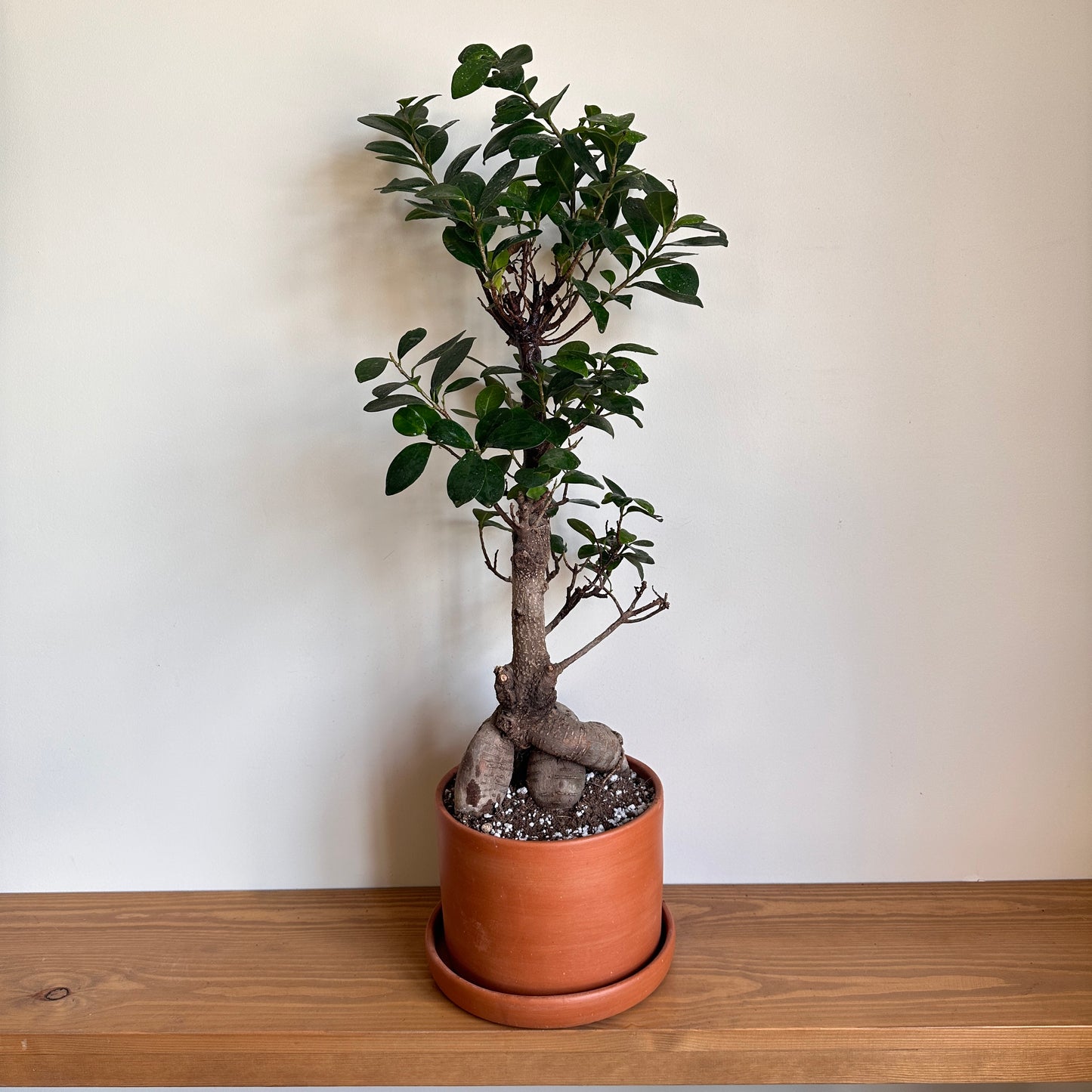 Bonsai Tree in 16 cm Clay Pot