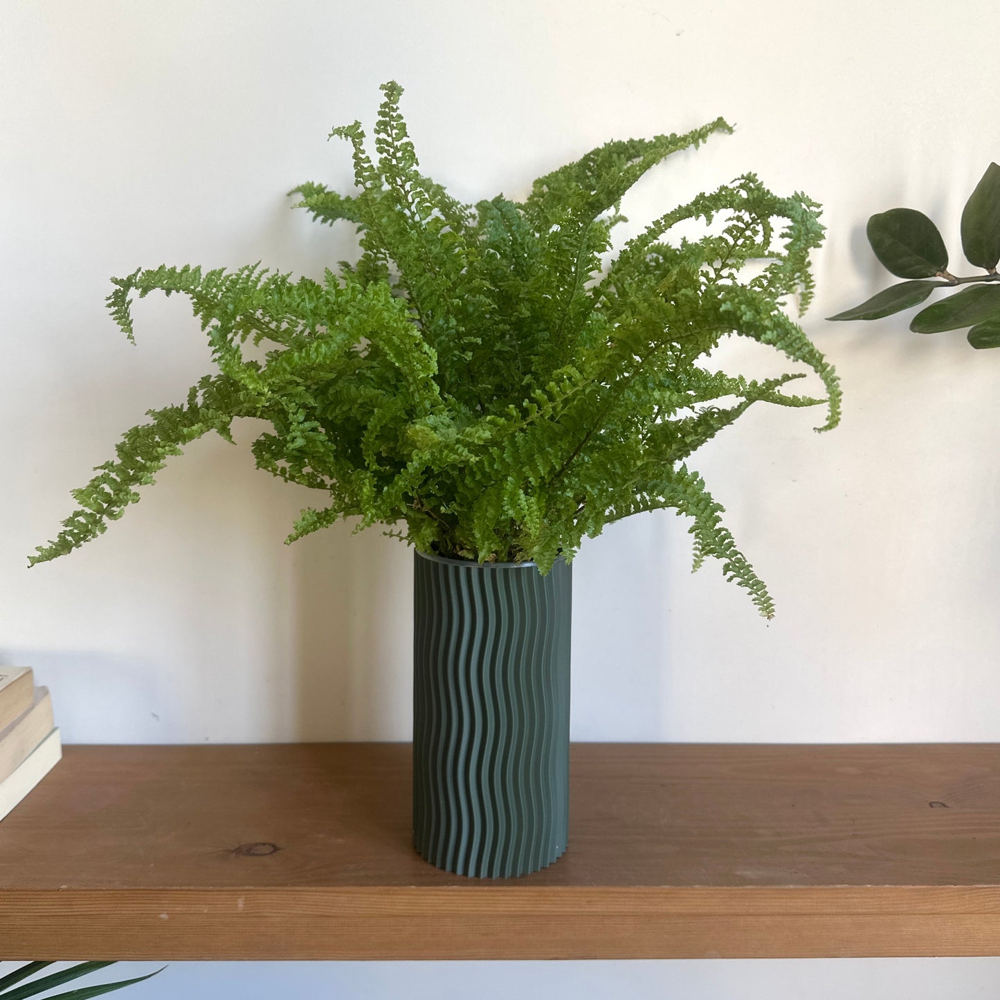 Boston Fern plant in a textured green self watering pot on a wooden shelf with a white wall background