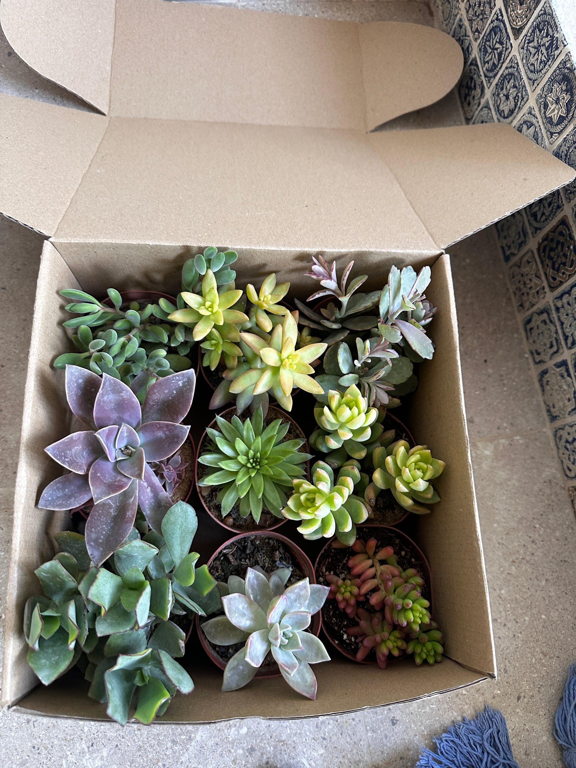 Box of assorted succulents on a textured surface