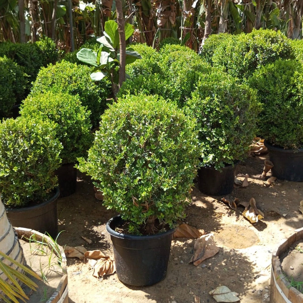 Boxwood