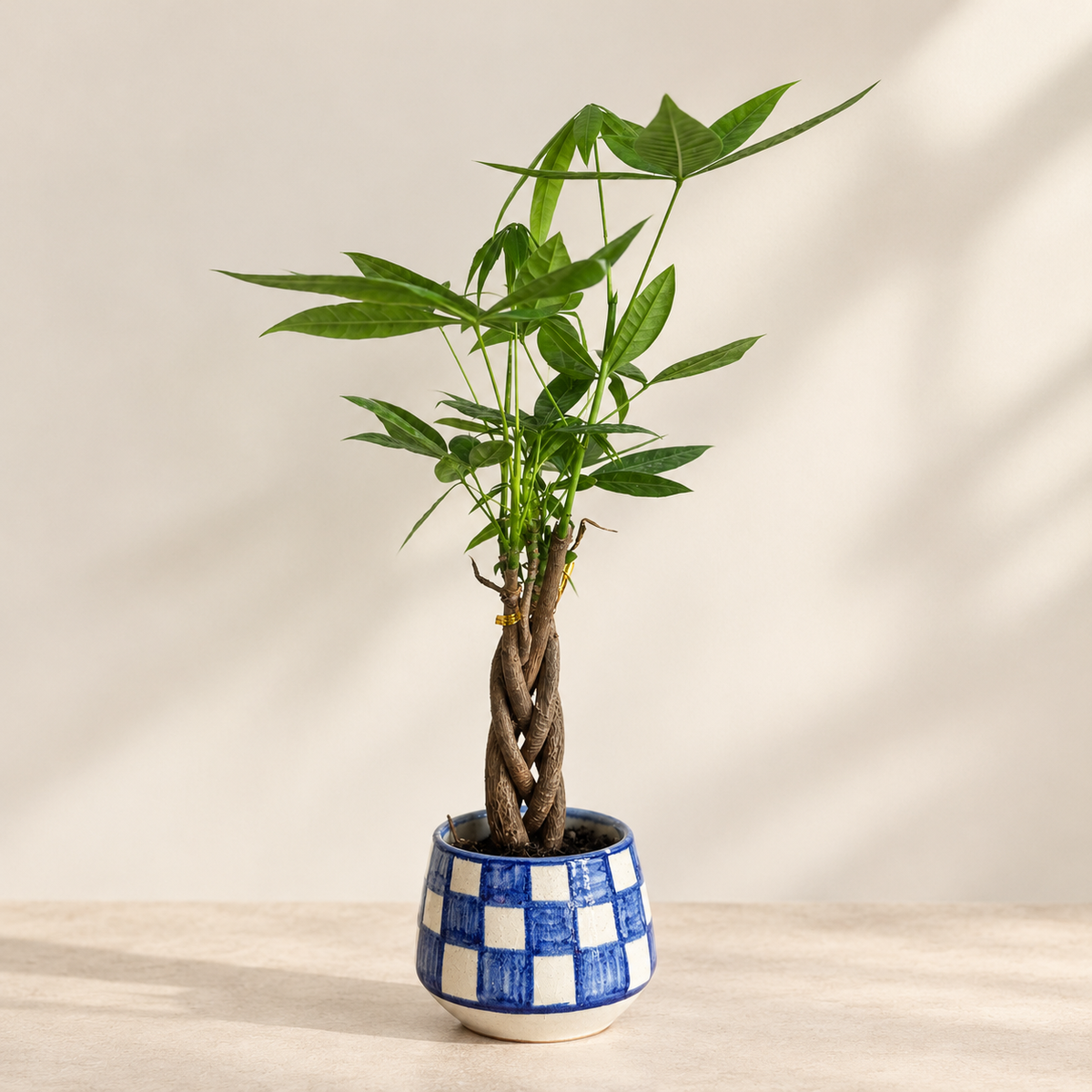 Money Tree - small