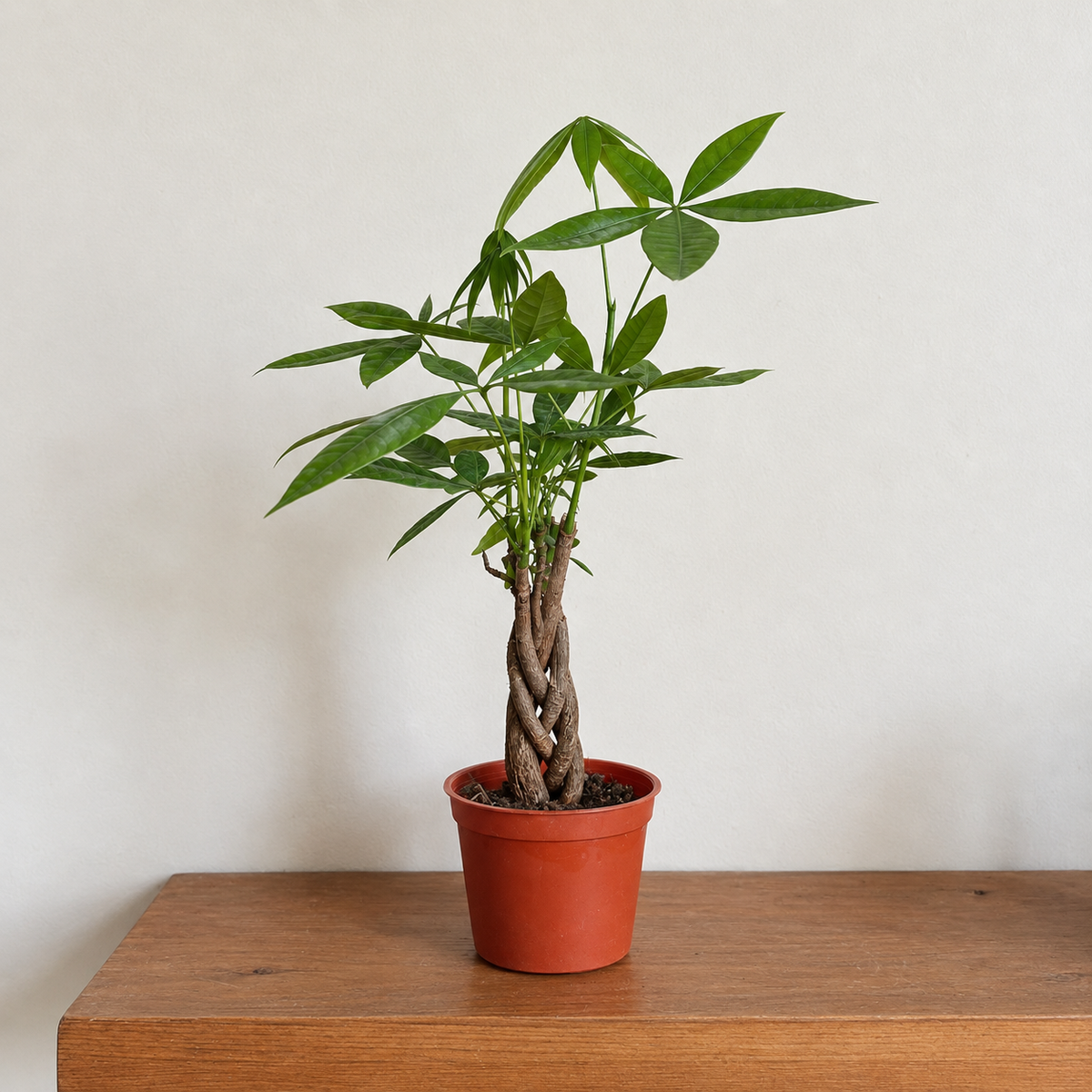 A potted money tree with twisted brown trunks and green leaves, in a plastic pot, sitting on a wooden table against a plain off-white wall.