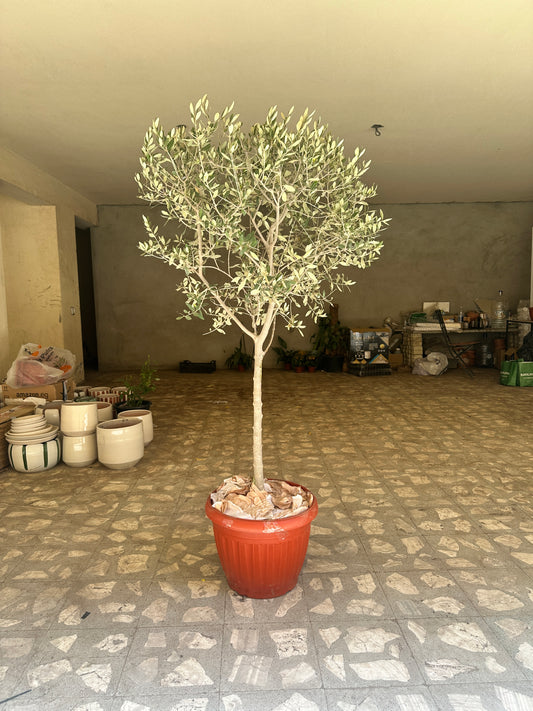 Olive Tree