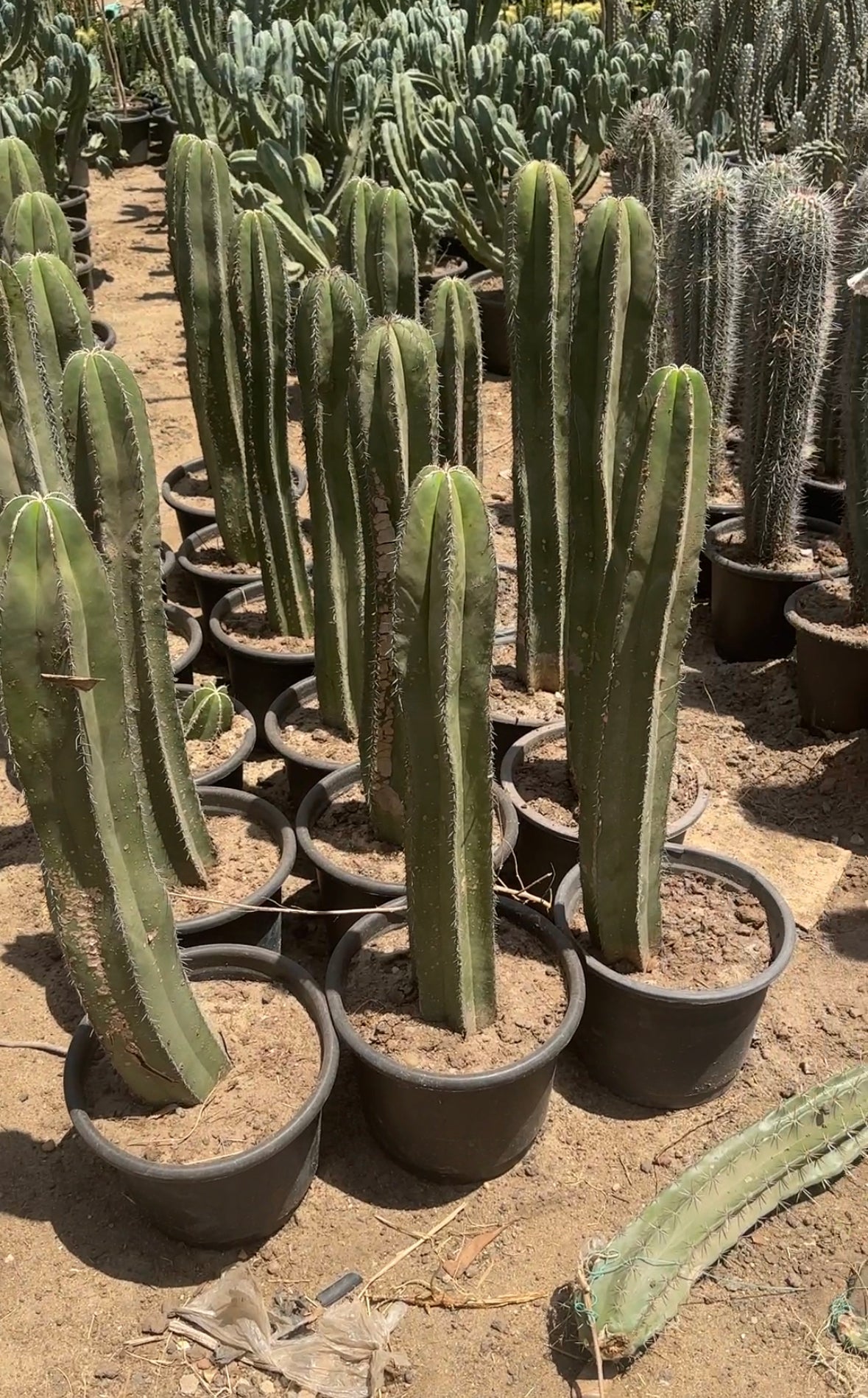 Central Mexico Cactus - 1 stick