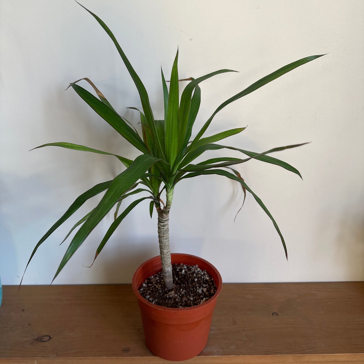 Potted plant leaning against a wooden shelf with a white wall background