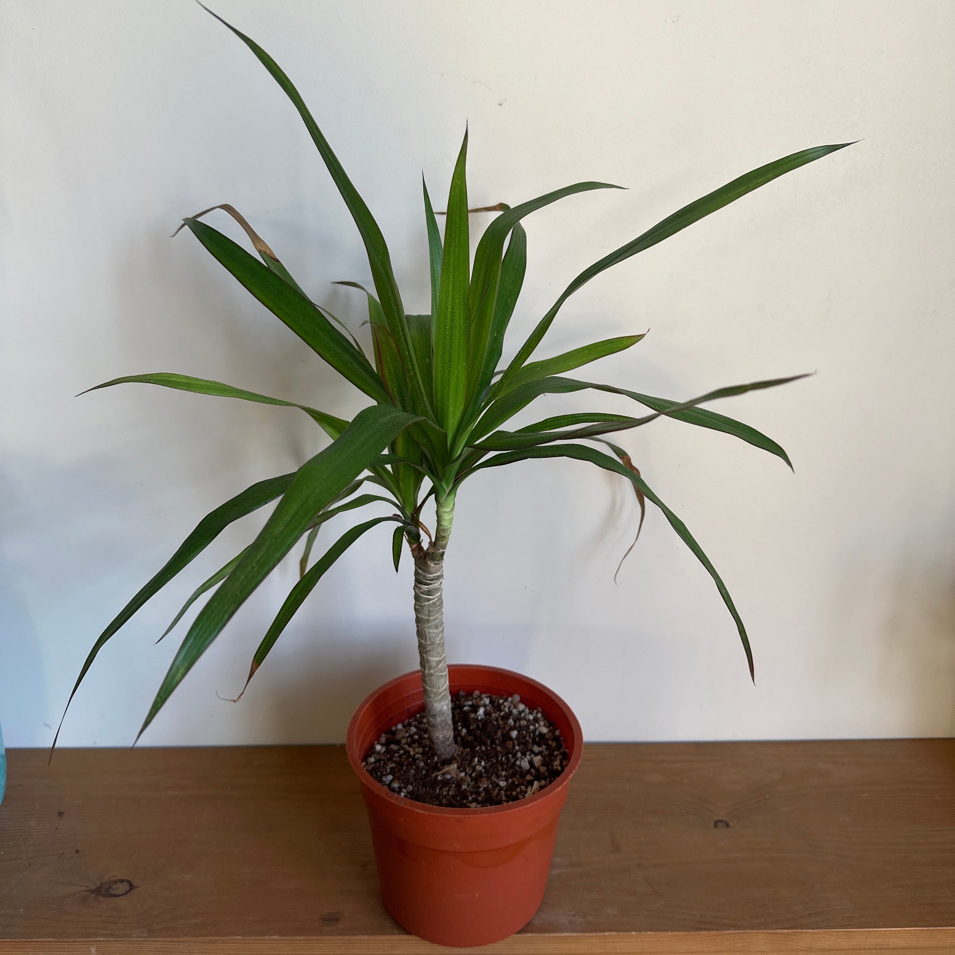 Potted plant leaning against a wooden shelf with a white wall background