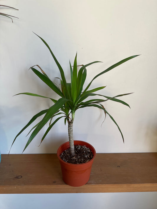 Madagascar Dragon Tree - Clearance