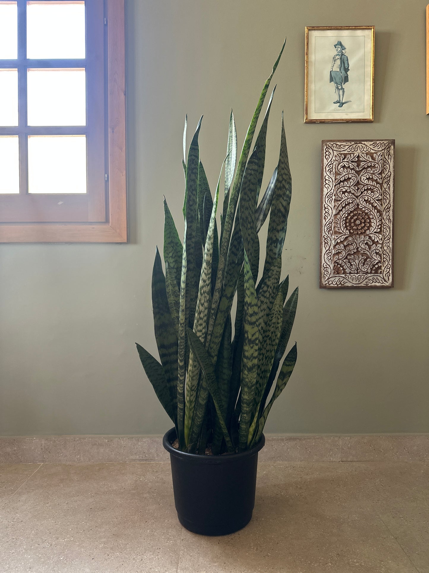 sansevieria tiger Shop Tiger Snake Plant, at kaynuna.co, in Cairo, Egypt. – Kaynuna.co