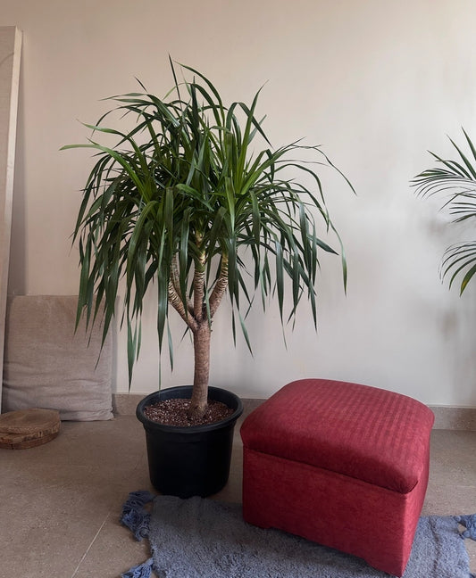 Draco Dragon Tree