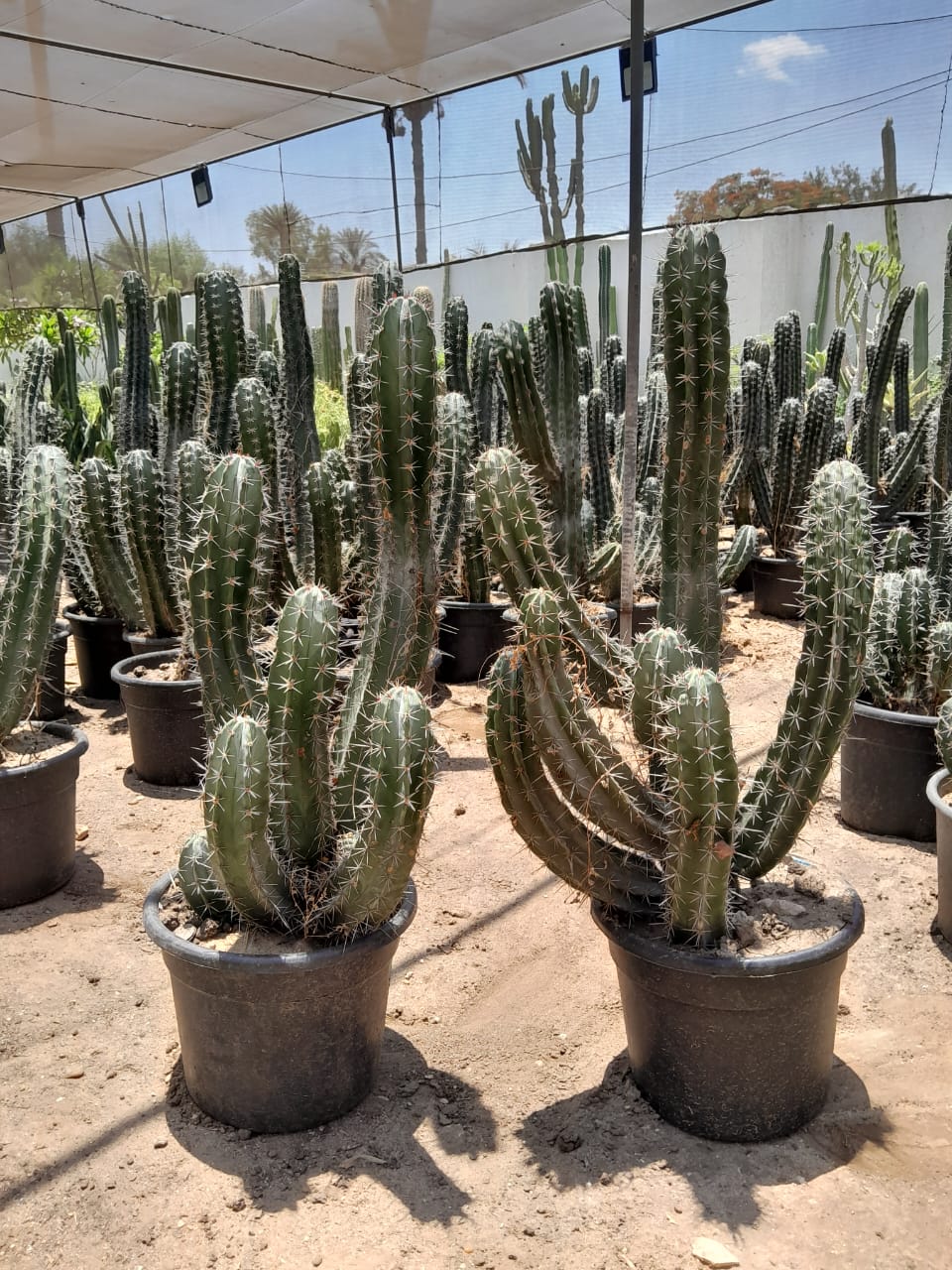 Garden Sanita Cactus