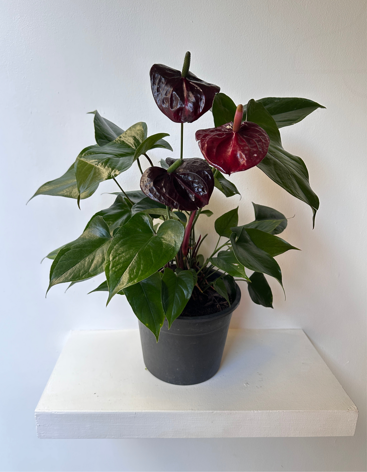 Burgundy Flamingo Flower