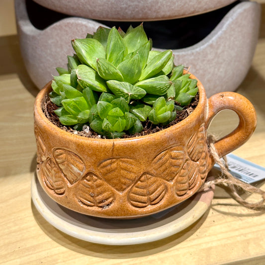 Cathedral Window Haworthia in ceramic pot