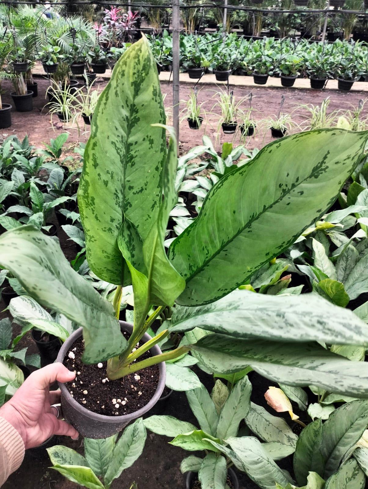 Chinese evergreen