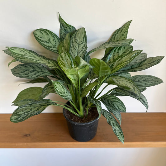 Shop Chinese Evergreen ‘Silver Queen’ indoor plant | kaynuna| Egypt