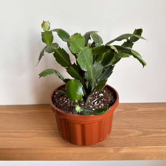 Christmas Cactus in brown pot/ shop at Kaynuna.co/ Cairo, Egypt.