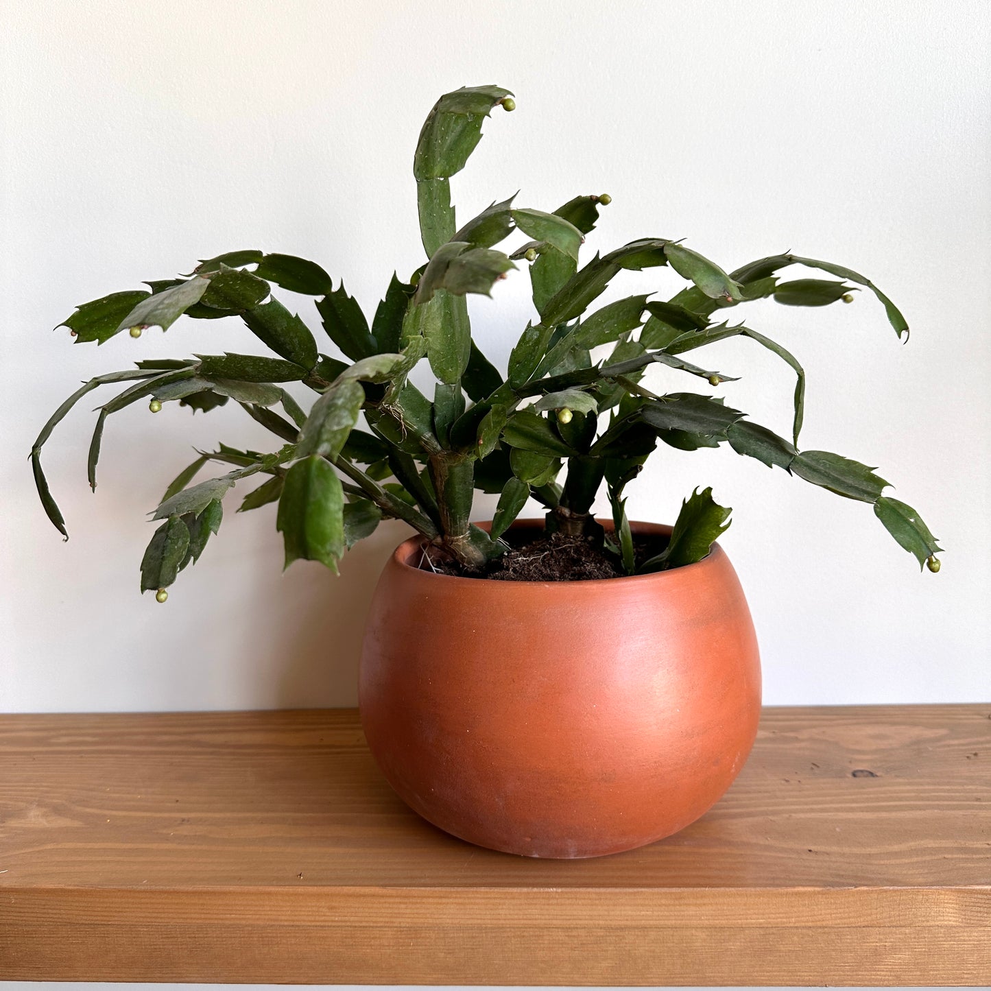 Christmas Cactus in  Clay Planter.