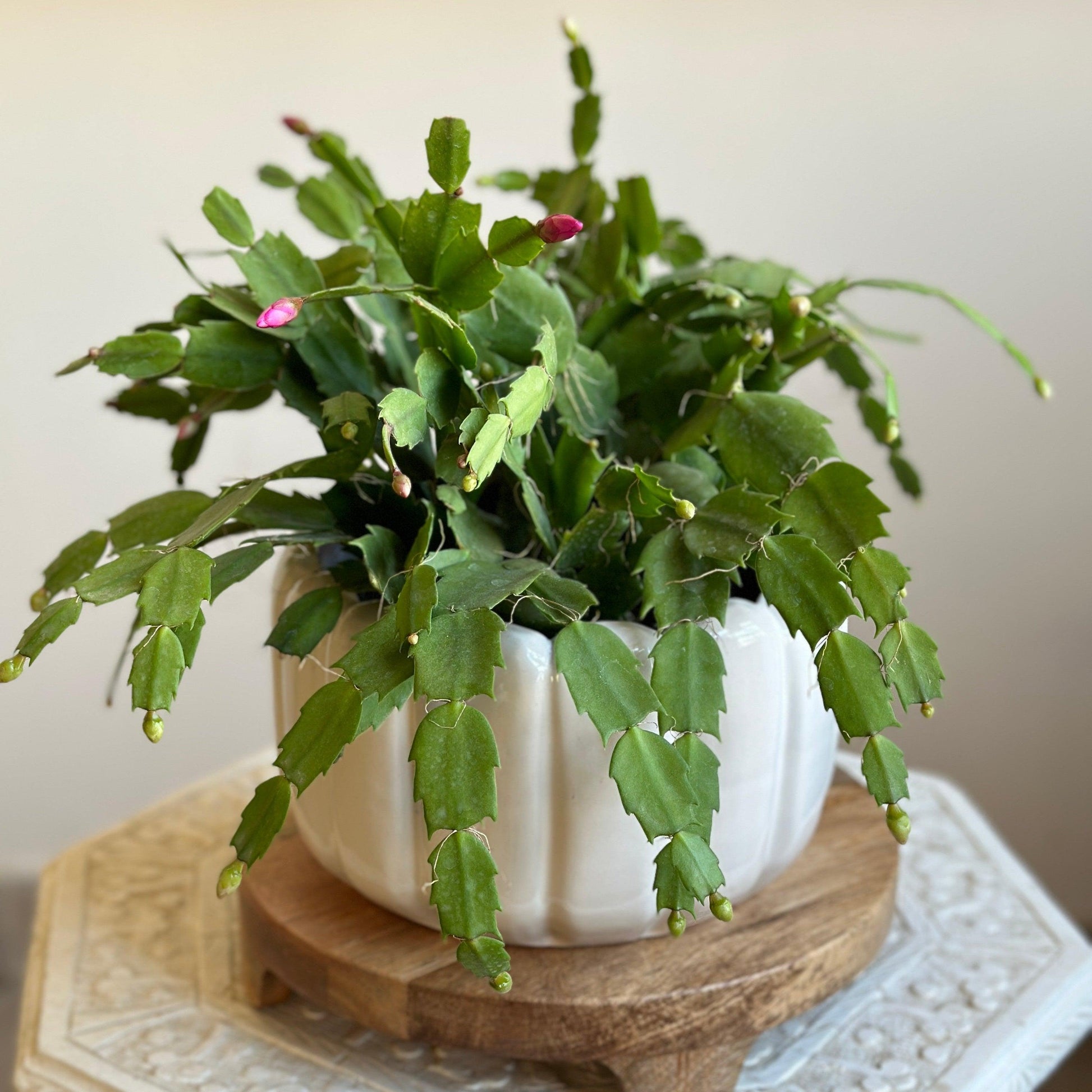 Pink Blooming Christmas Cactus in Subtle Stripes Ceramic Planter 20cm | Kaynuna | Cairo, Egypt.