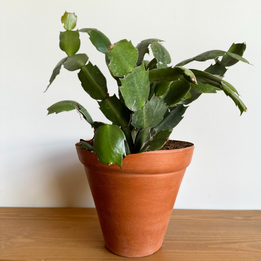 Christmas Cactus in "Traditional" Clay Pot