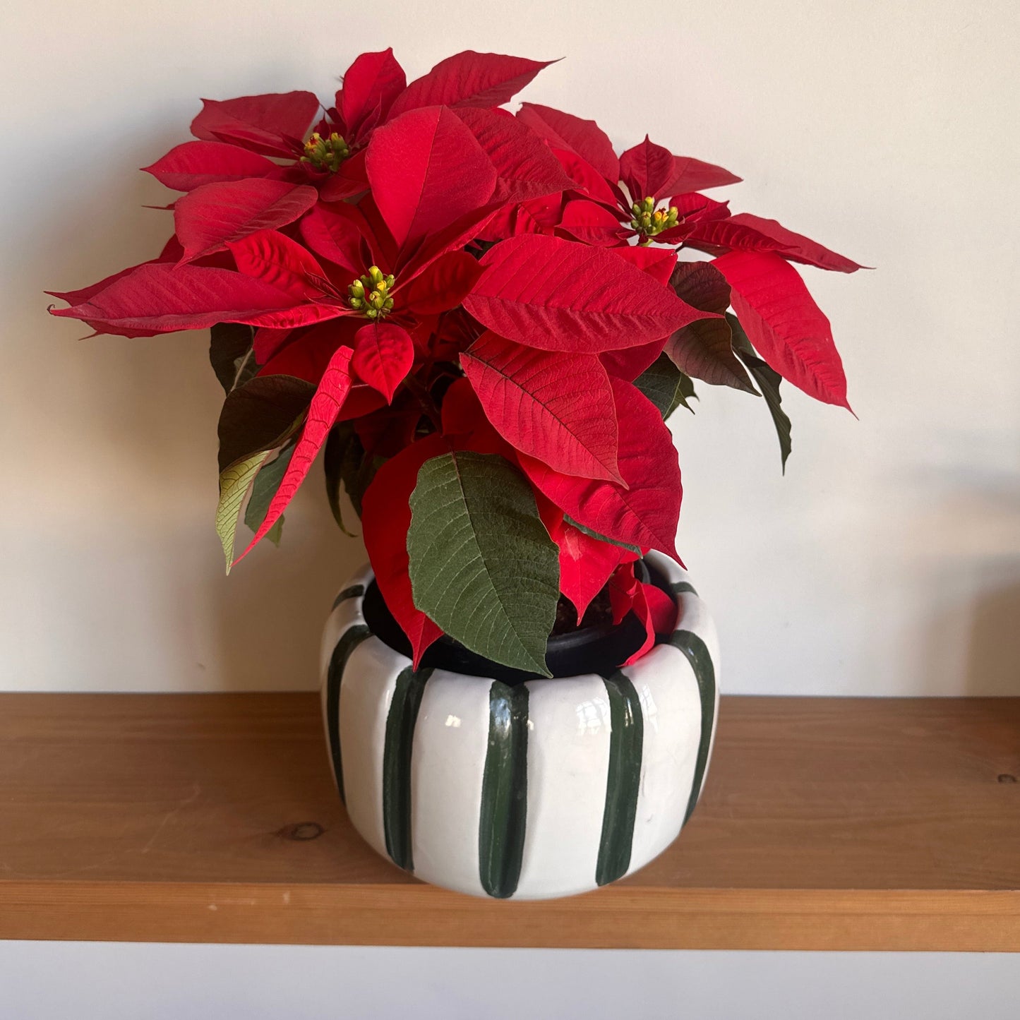 Christmas Poinsettia in Holiday Stripes Ceramic Planter size 20cm
