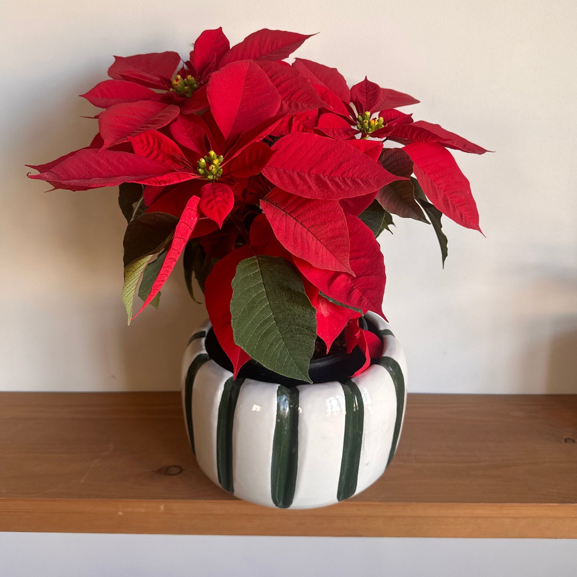 Christmas Poinsettia in Holiday Stripes Ceramic Planter size 20cm
