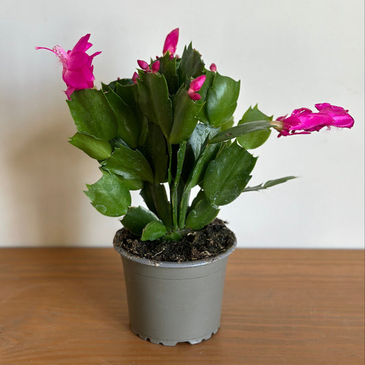 Potted Christmas cactus with pink flowers on a wooden surface