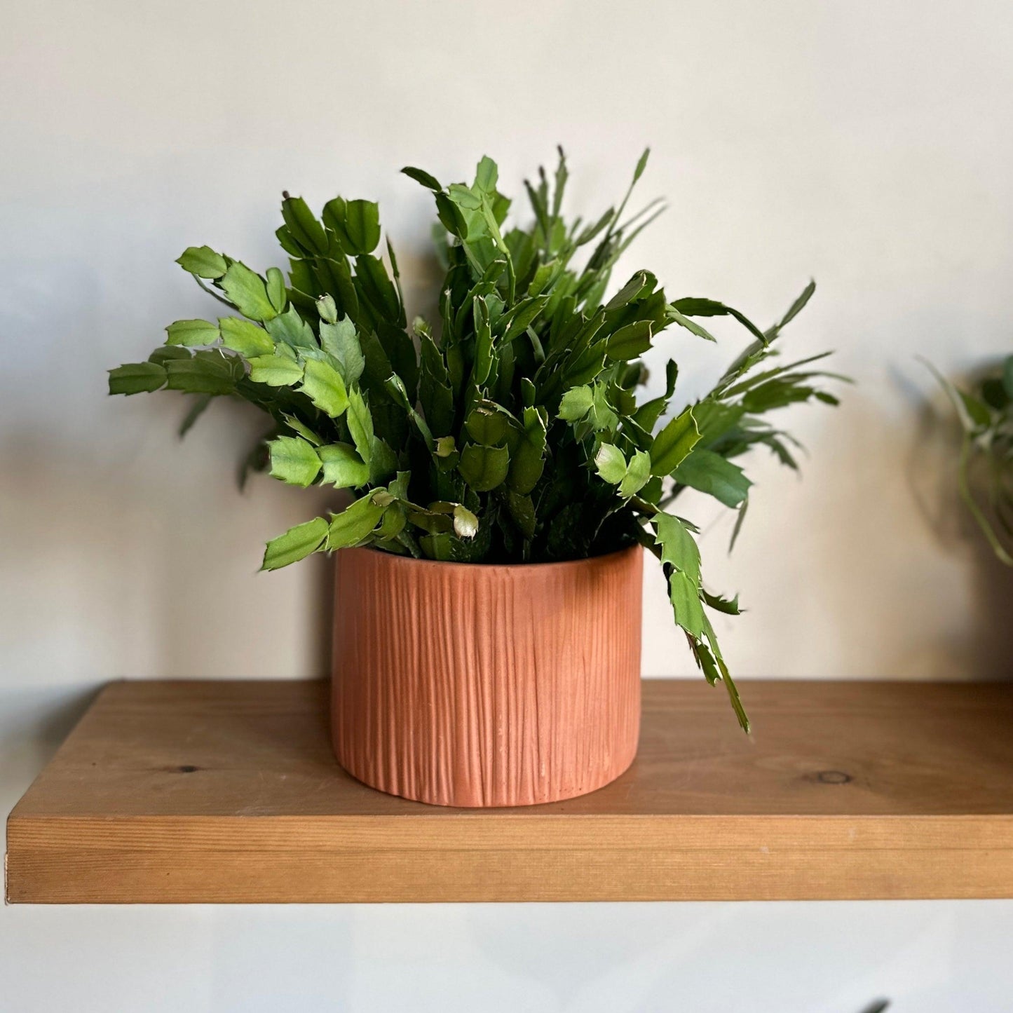 Christmas cactus in Terracotta Clay Pot