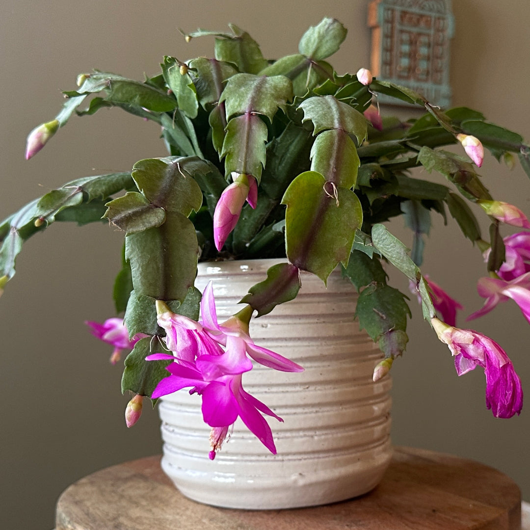 Potted Christmas cactus plant with pink flowers on a wooden surface.