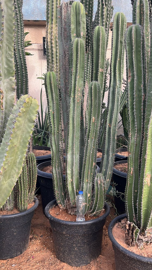 Potted cacti in a greenhouse setting