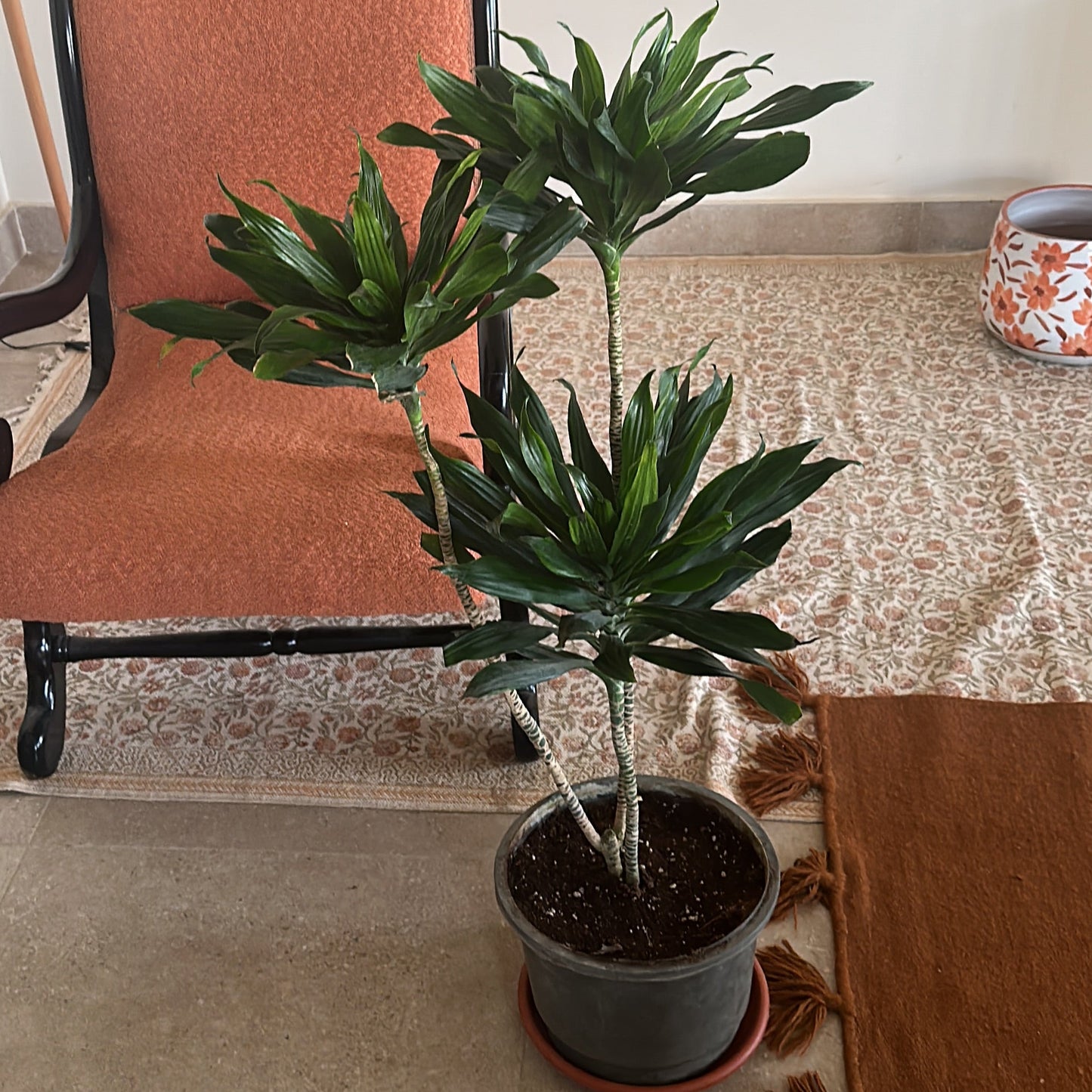 dracaena eve cane Buy indoor Corn Plant, also known as Dracaena compacta, at Kaynuna.co