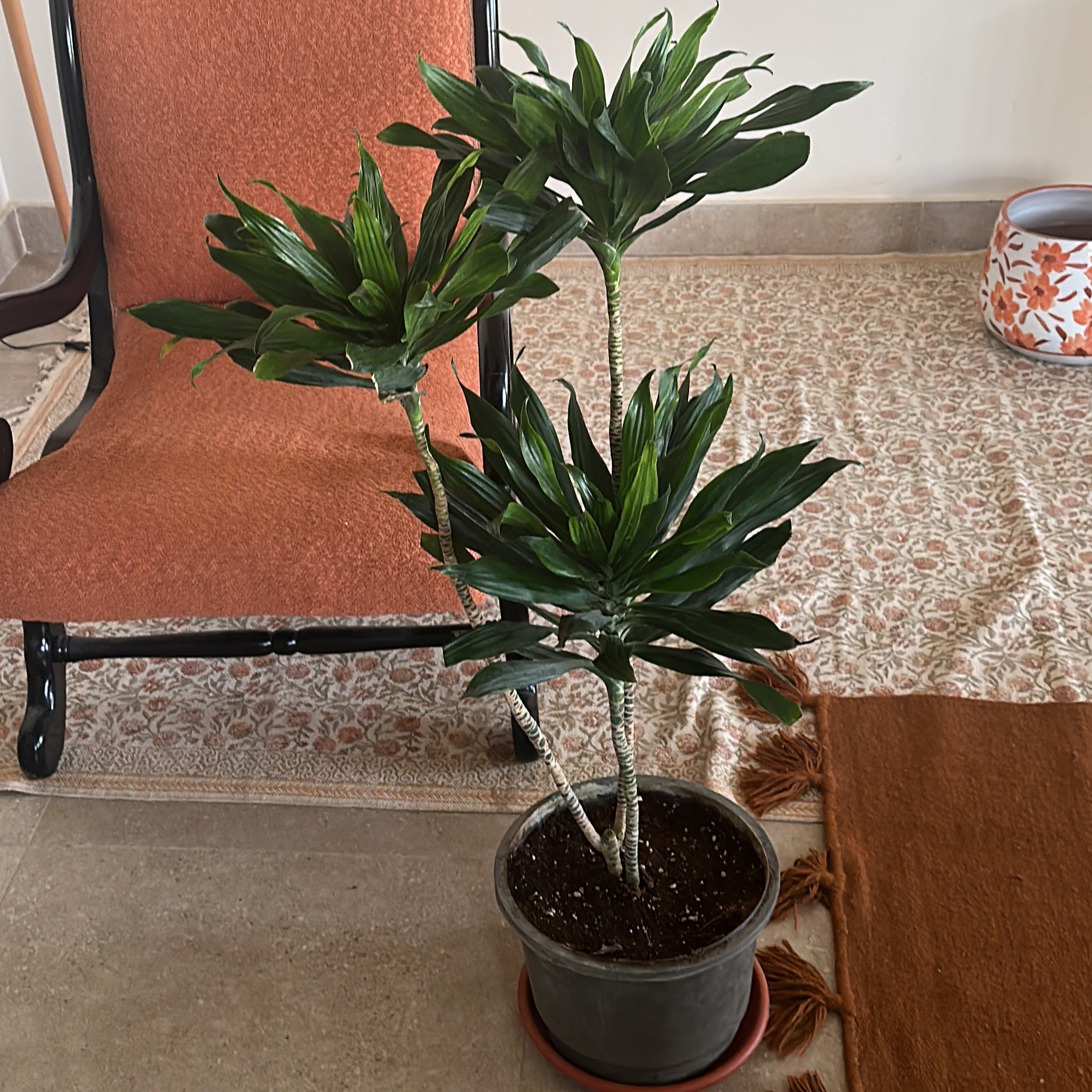 Buy indoor Corn Plant, also known as Dracaena compacta, at Kaynuna.co
