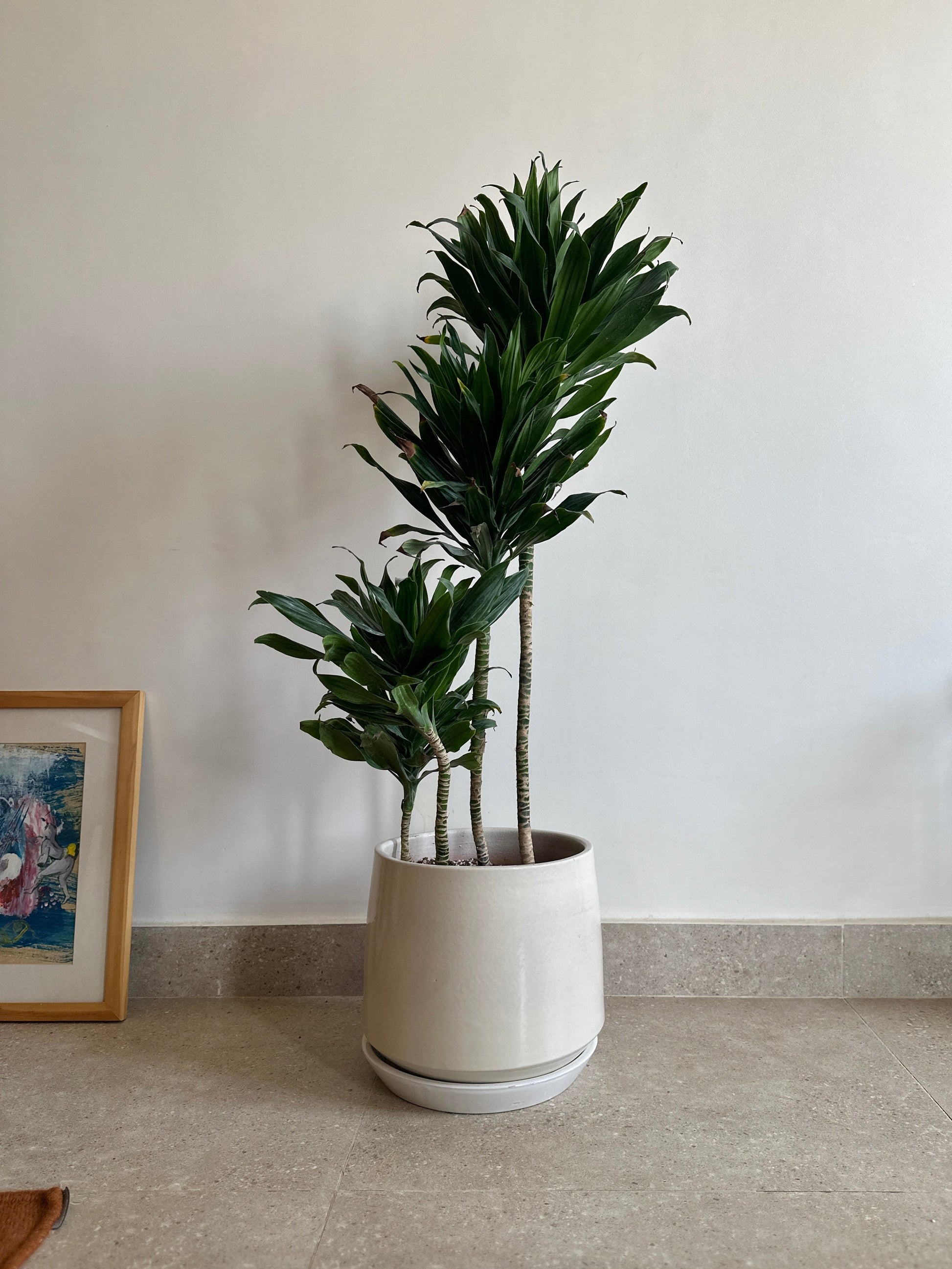 Potted kaynuna.co plant on a tiled floor with a neutral background