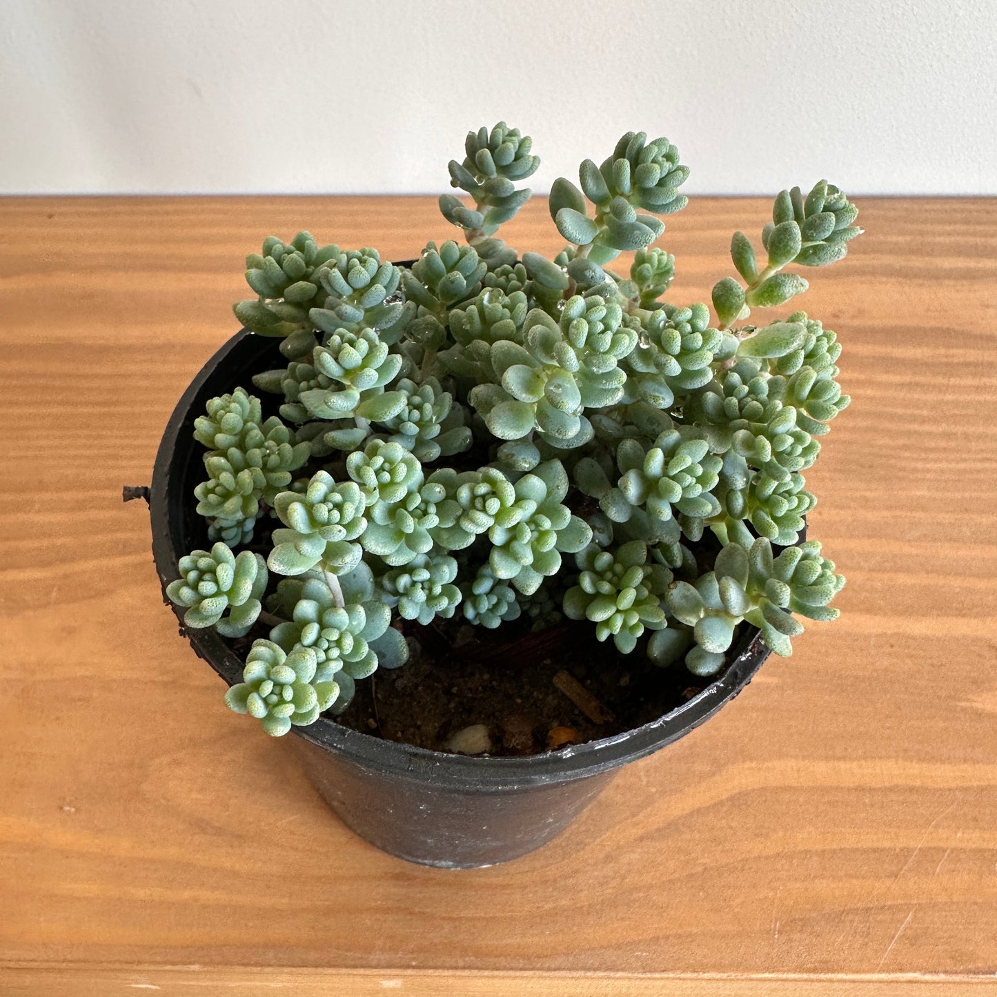 shop Corsican Stonecrop succulent | kaynuna | Cairo