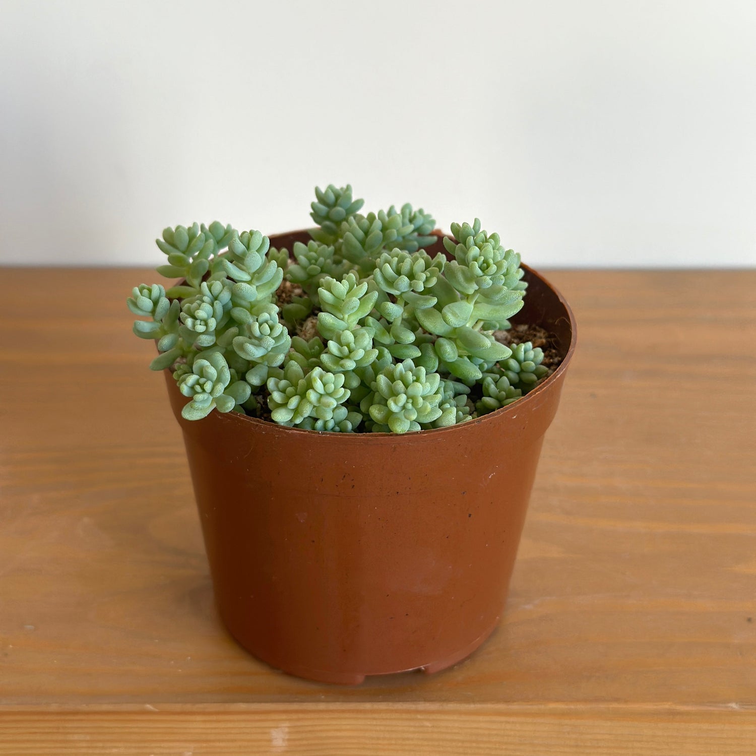 Corsican Stonecrop Succulent size 8cm | kaynuna