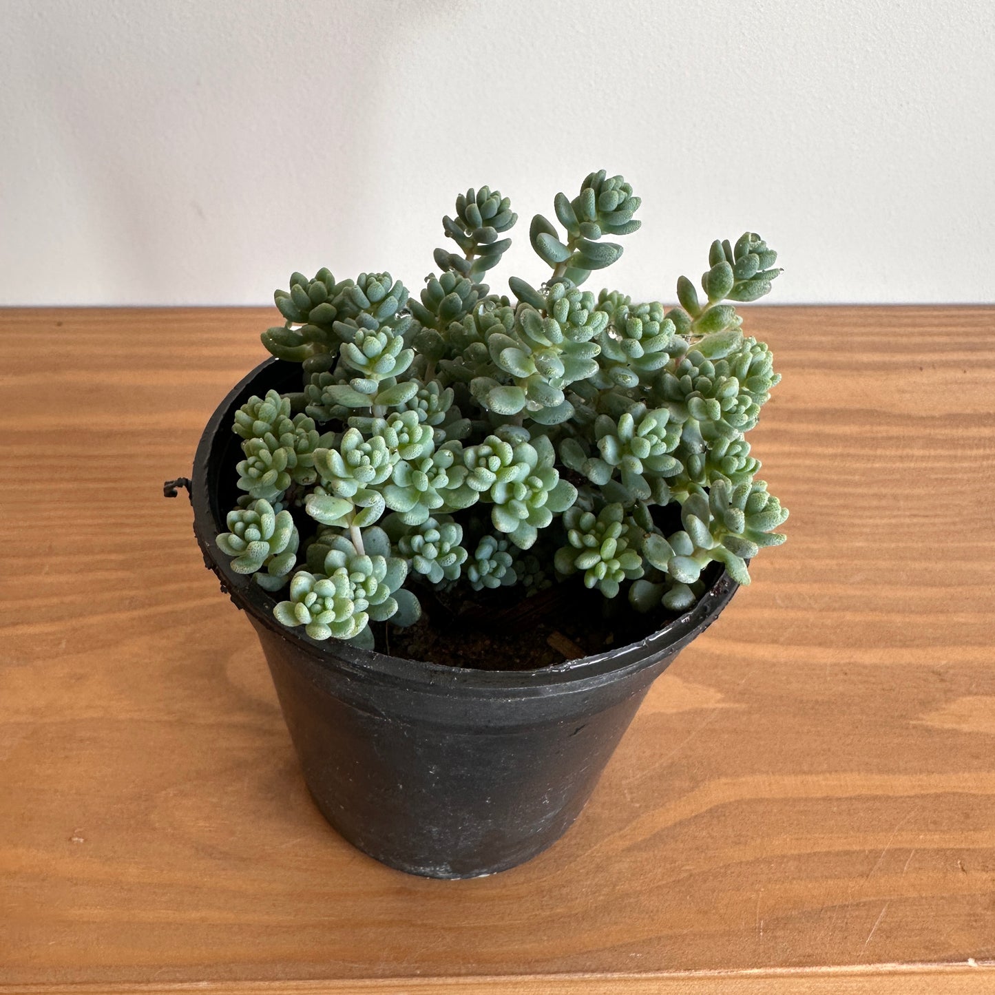 Corsican Stonecrop Succulent 8 cm pot