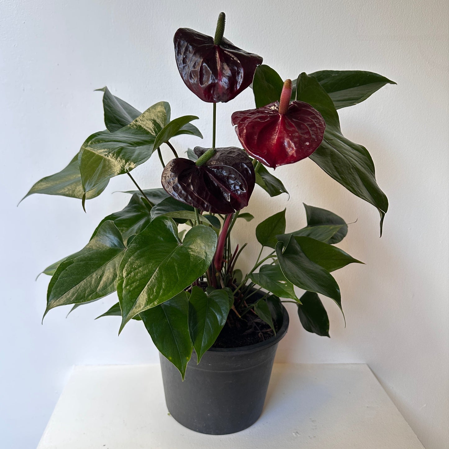 Burgundy Flamingo Flower