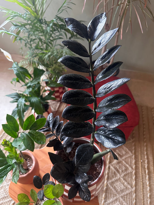 Black ZZ Plant