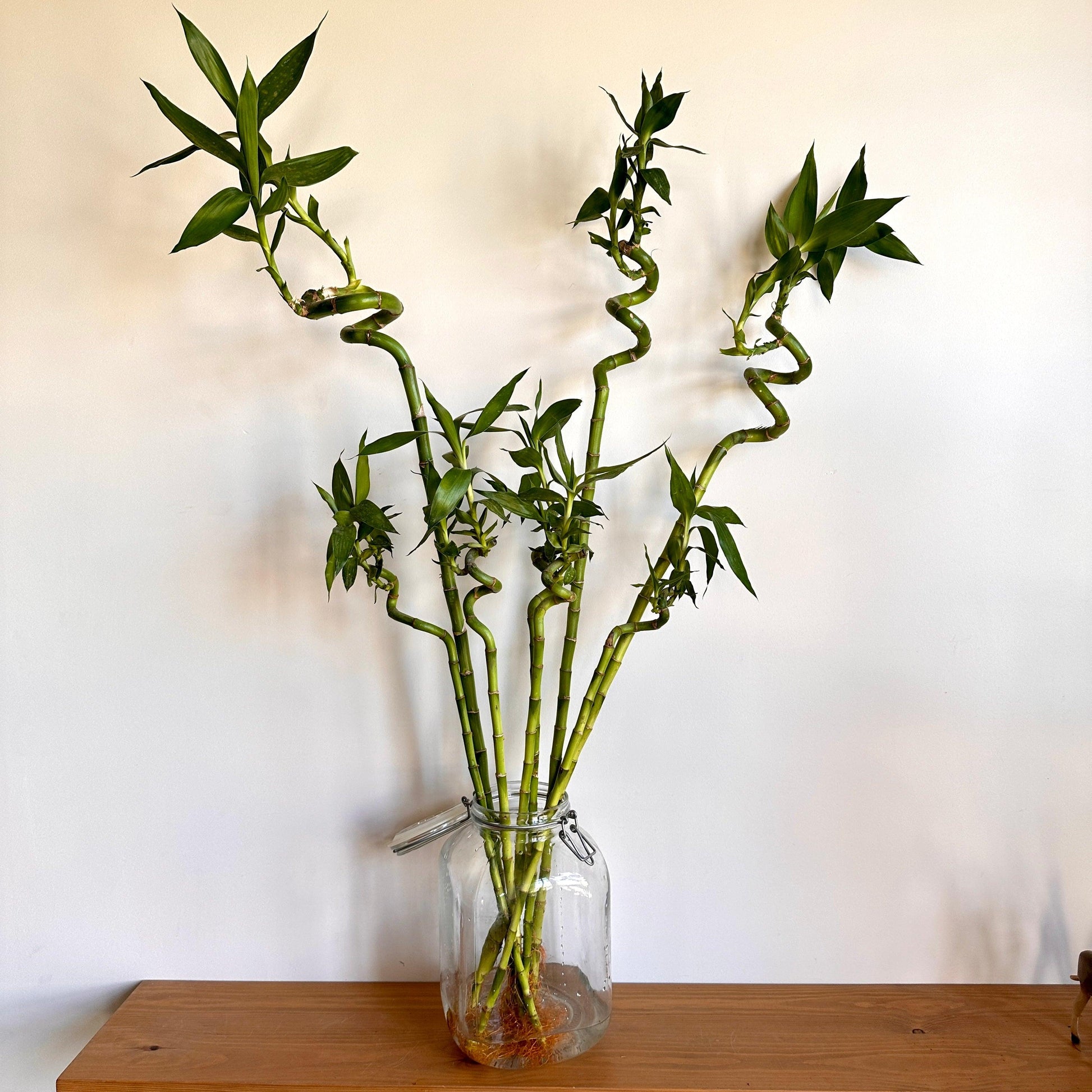 lucky bamboo photos Lucky Bamboo Sticks (Dracaena Sanderiana)