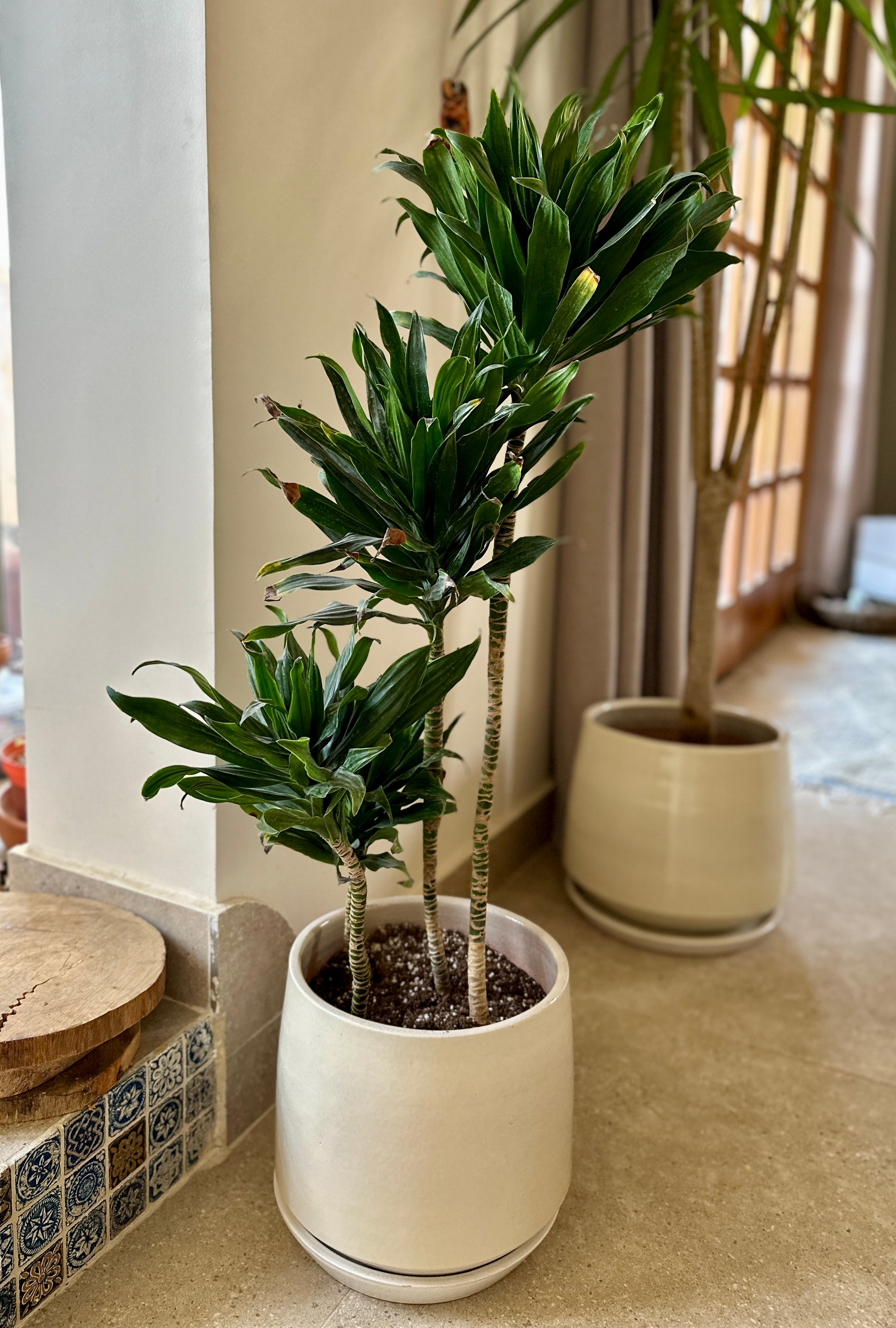 dracaena compacta light Any Light Legends