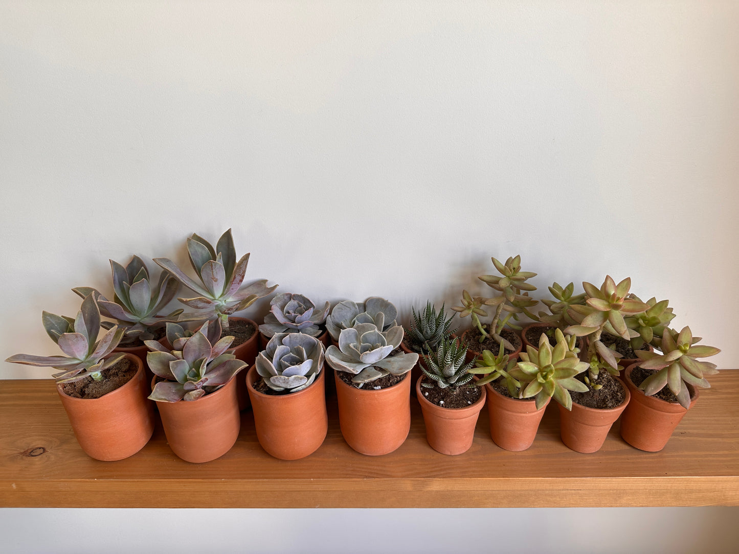 Zebra Succulent in Clay Pot