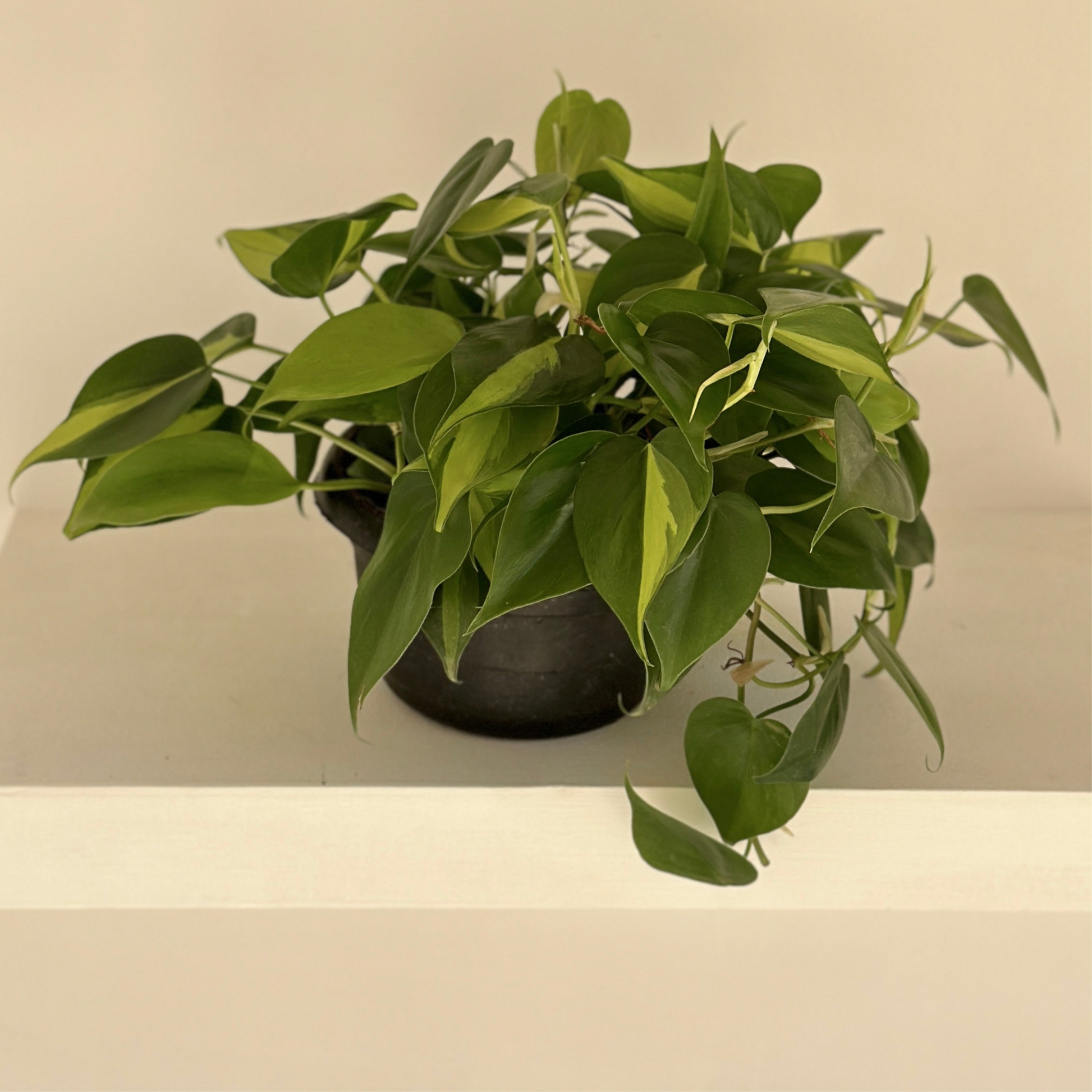 sweetheart pothos Sweetheart Philodendron – Kaynuna.co