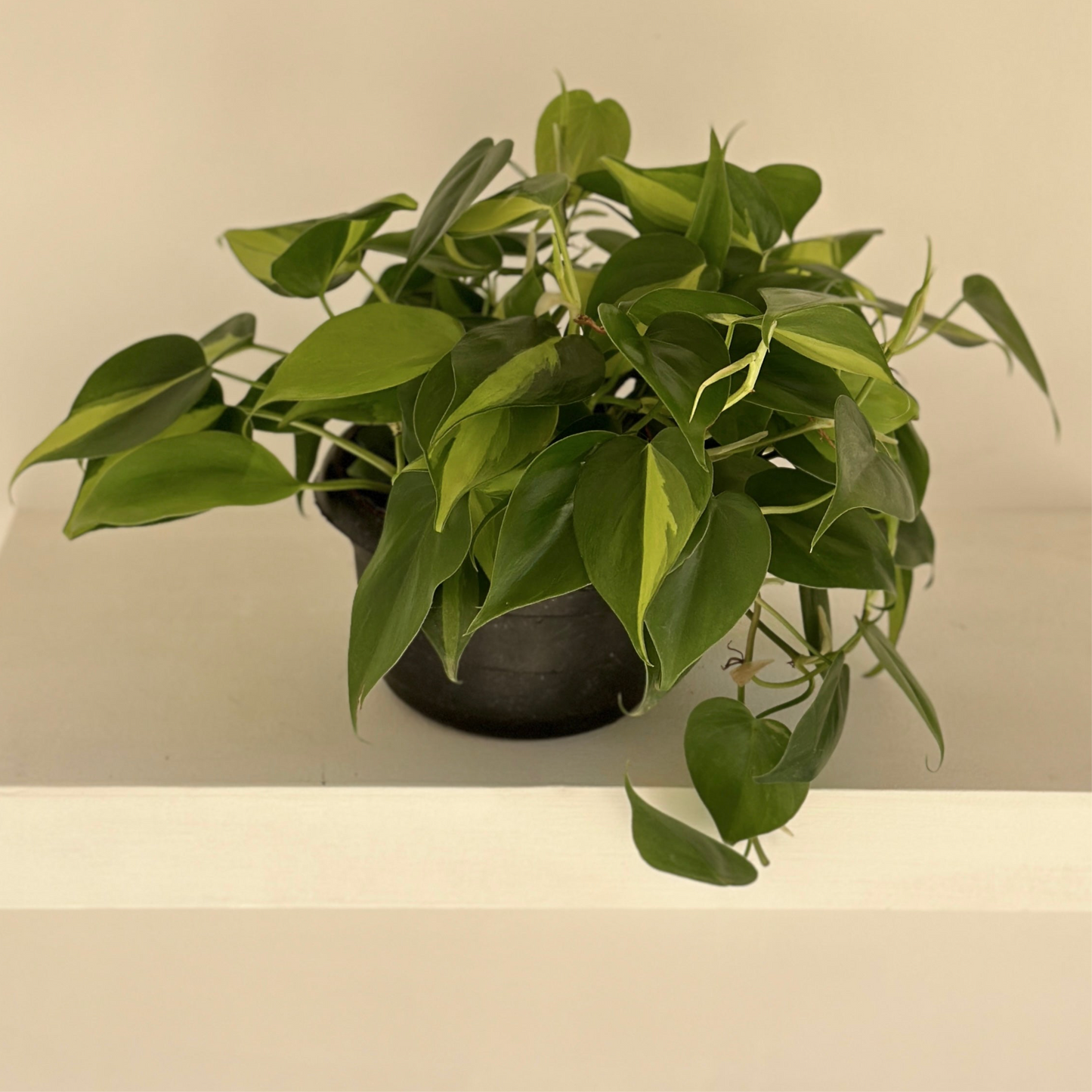 Sweetheart Philodendron