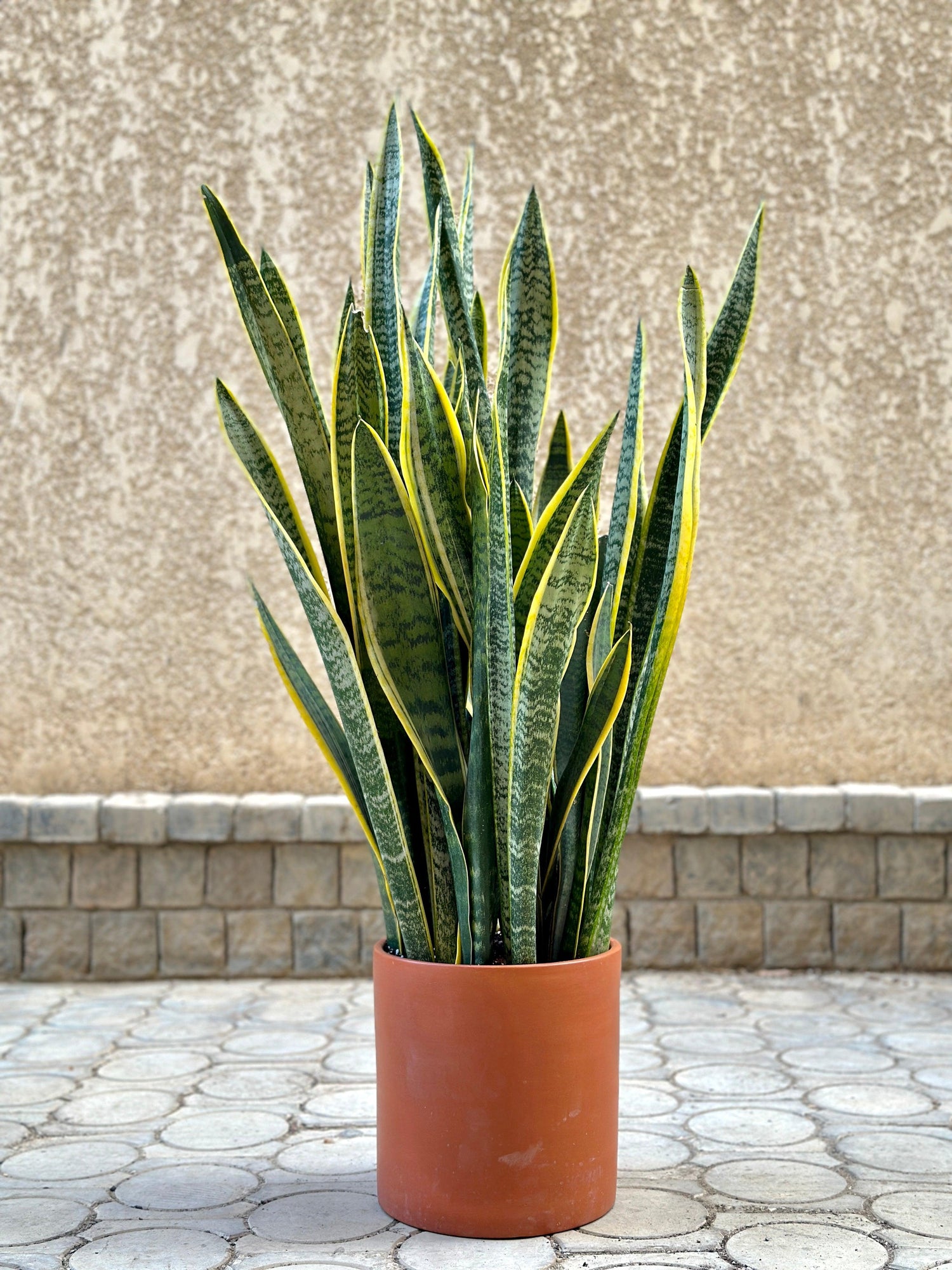 Snake plant on terracotta clay pot | kaynuna