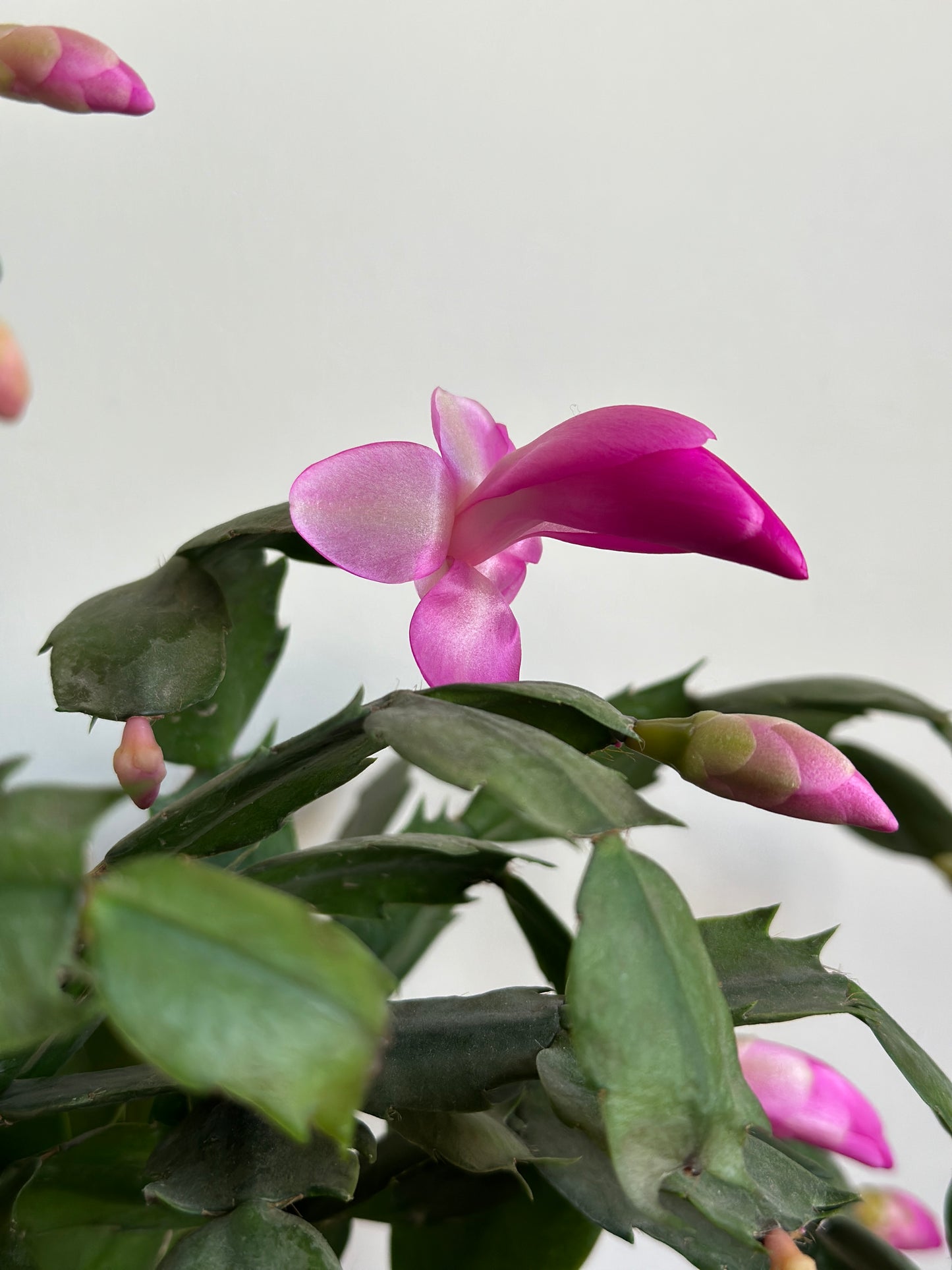 Christmas Cactus