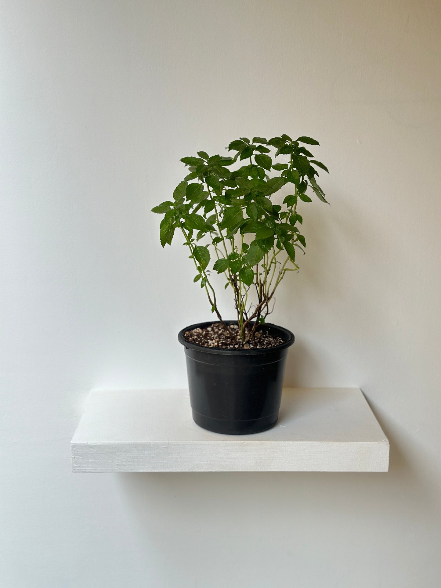 Egyptian Basil Herb